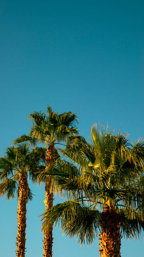 Coconut Trees Simple Phone Wallpaper