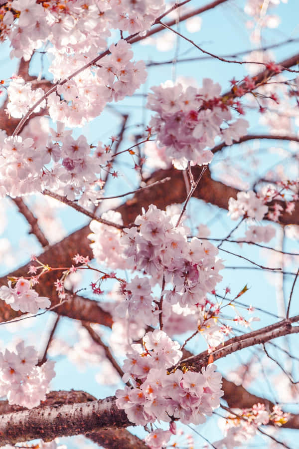 Colorful Pink Flower Phone Wallpaper