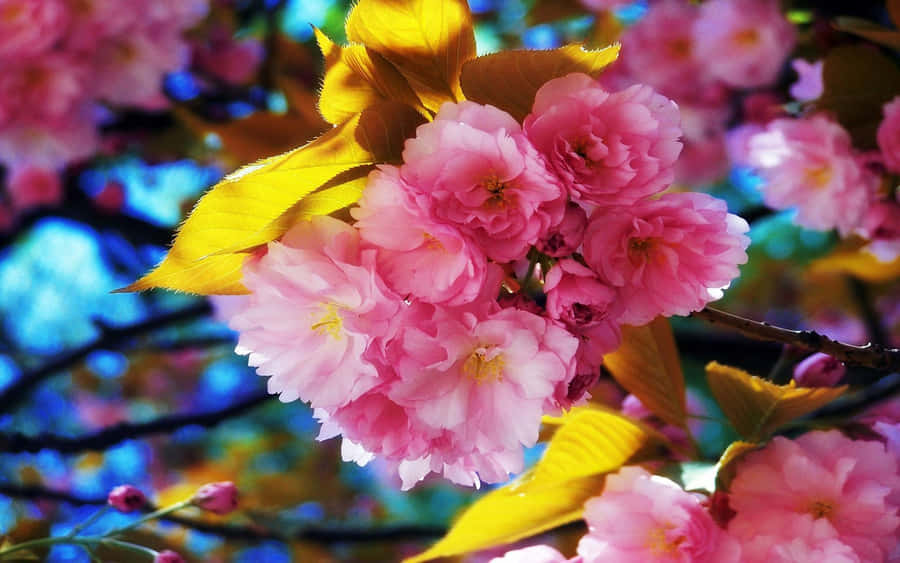 Colorful Spring Flowers In Bloom Wallpaper