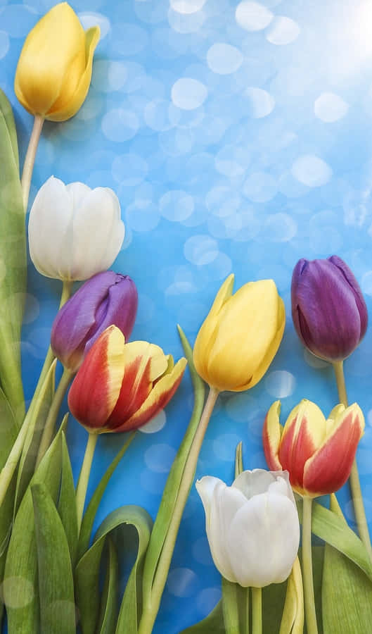 Colorful Tulips Against Blue Background.jpg Wallpaper