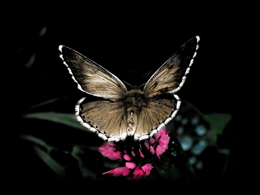 Colour Your World With The Unique Beauty Of Nature Wallpaper