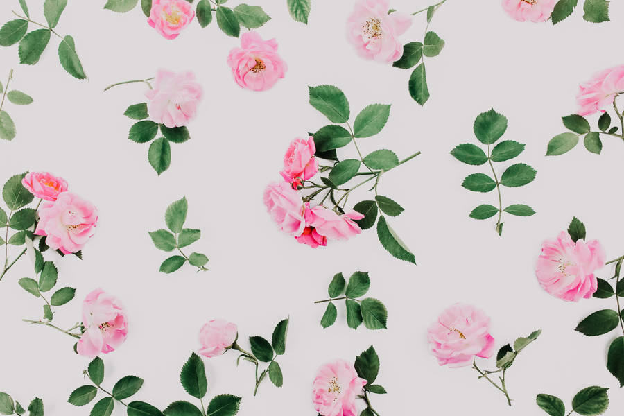 Download free Cool Aesthetic Pink Roses Wallpaper - MrWallpaper.com