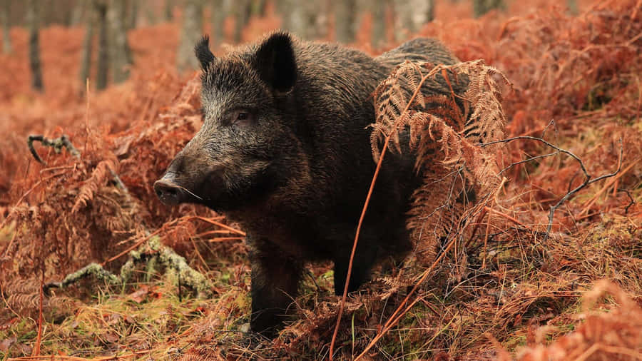 Cool Hog In The Woodland Wallpaper