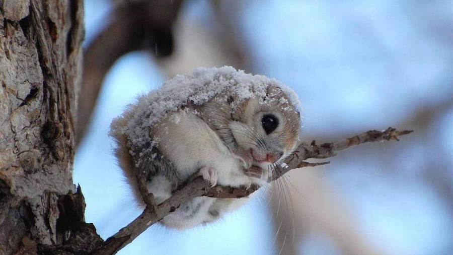 1280x2120 Squirrels Having Fun In Snow iPhone 6+ ,HD 4k Wallpapers,Images,Backgrounds,Photos  and Pictures