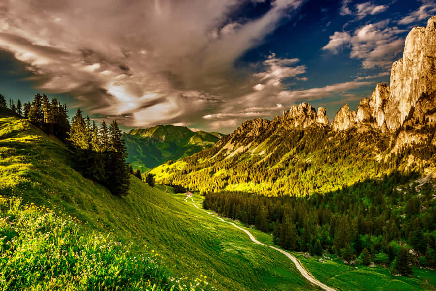 Cool Landscape With A Pine Forest Wallpaper