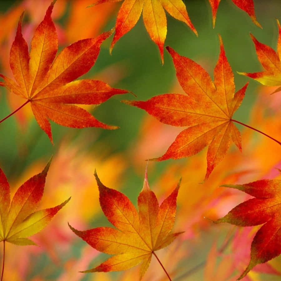 Cozy And Fun Fall Scene To Enjoy With Your Ipad Wallpaper