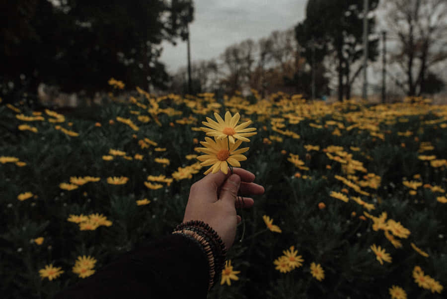 Cozy Garden In Yellow Aesthetic Flower Desktop Wallpaper