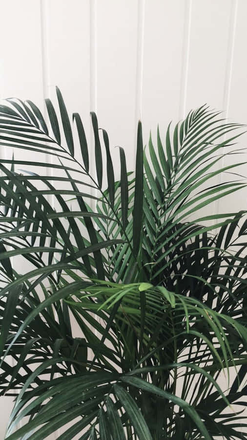 Cute Aesthetic Plant White Wall Wallpaper