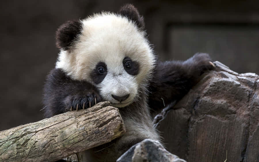 Cute Animal Panda Laptop Wallpaper