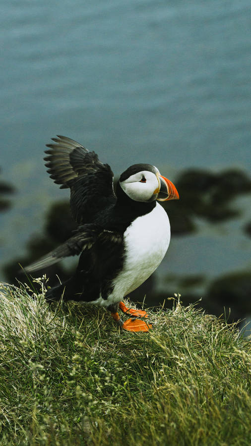 Puffin Bird Orange Black Beak Standing On Stone Wallpaper Grass Bushes Blur  Background HD Birds Wallpapers | HD Wallpapers | ID #116356