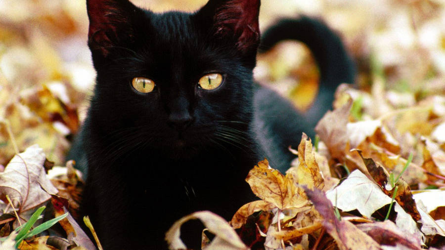 Download free Cute Black Cat Wallpaper - MrWallpaper.com