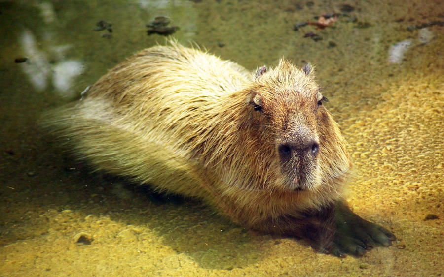 I upscaled the orange capy and the reslut is a perfect wallpaper even for  large screens : r/capybara