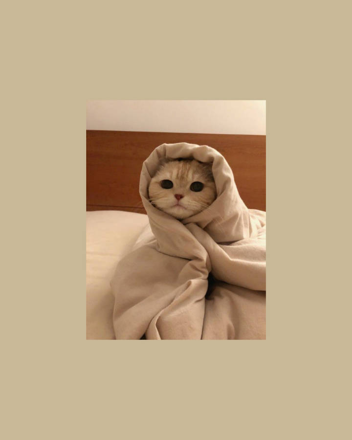 Download free Cute Cat Aesthetic Wrapped Like A Burrito Wallpaper ...