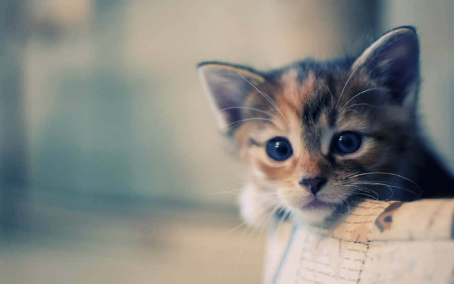 Cute Cat Enjoying Desktop Time Wallpaper