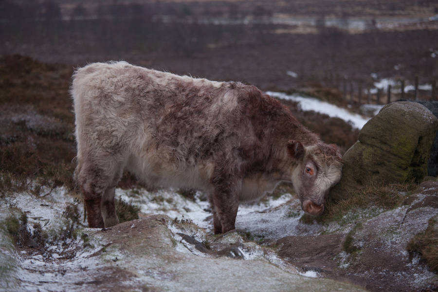 Cute Cow On Snowy Ground Wallpaper