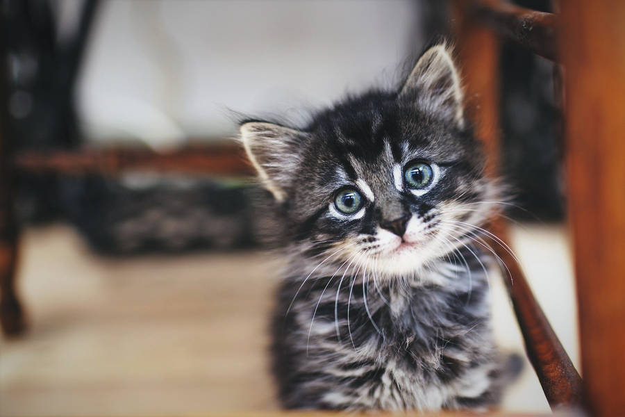 Cute Kitten Under Wooden Chair Wallpaper