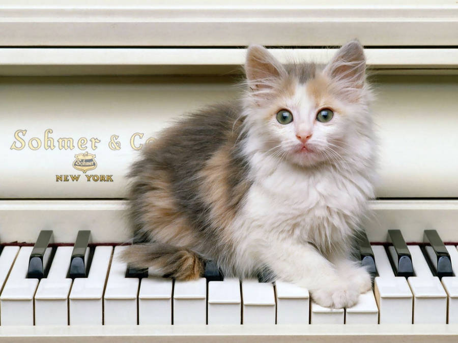 Descargar gratis Cute Kitty sobre las teclas del pianoDescargar gratis Cute Kitty sobre las teclas del piano  