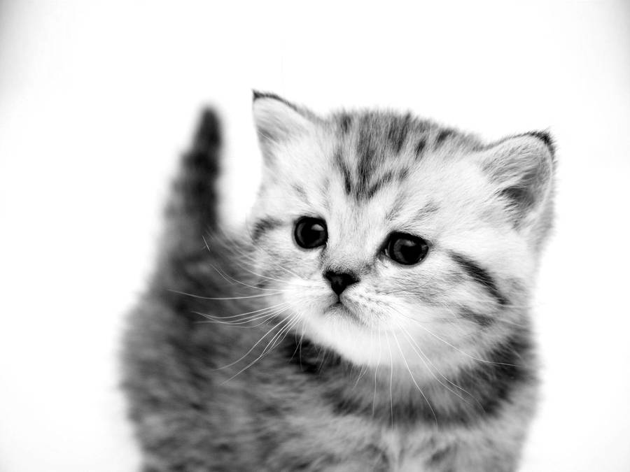 Cute Mini Black And White Cat Wallpaper