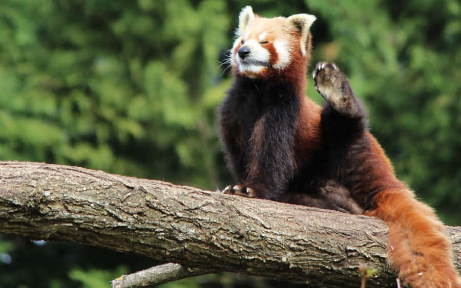Cute Red Panda Laptop Wallpaper
