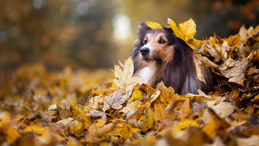 8 Suitable Compassionate Habits of Shetland Sheepdog - Supreme Chocolatier  Shop