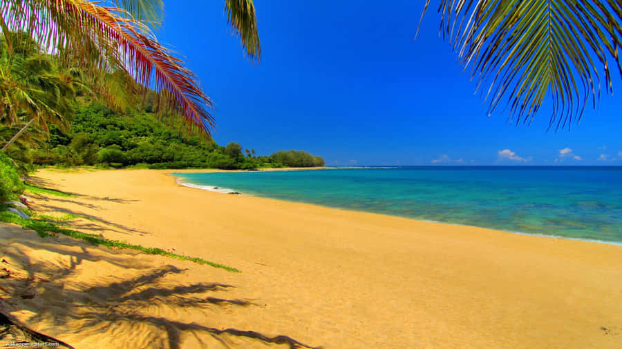 Cute Summer's Day Beach Wallpaper