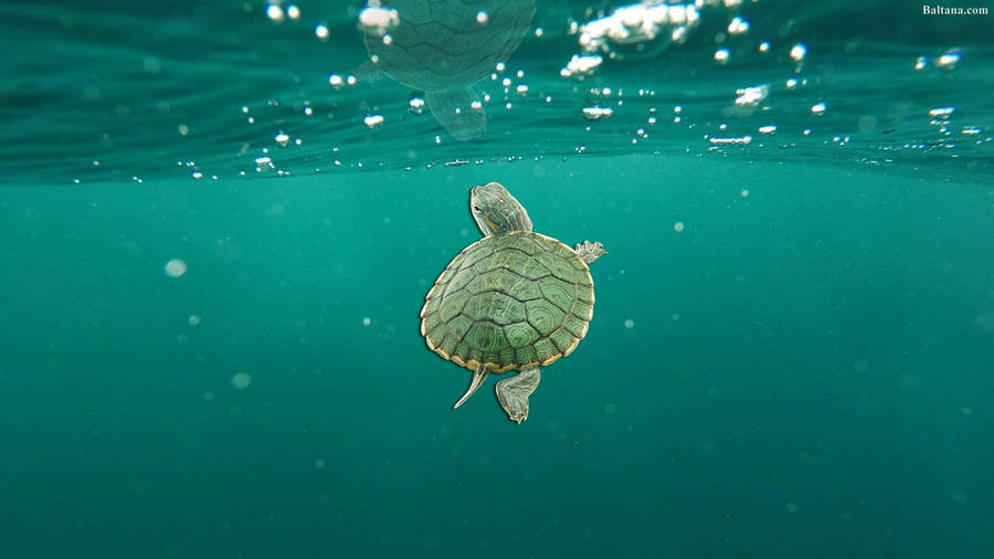 Bing image: World Sea Turtle Day - Bing Wallpaper Gallery