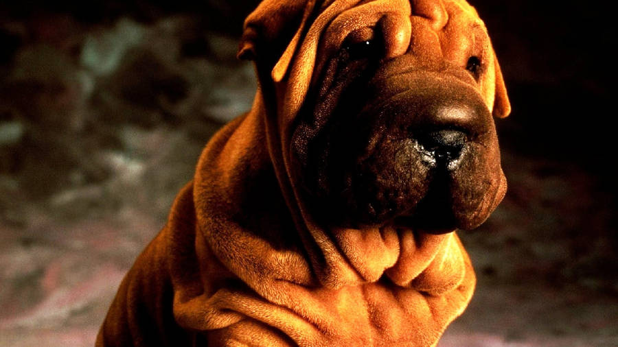 Cute Shar Pei Sleeping 2560 x 1600 widescreen Wallpaper