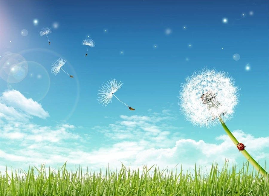 Dandelion On A Green Field Wallpaper