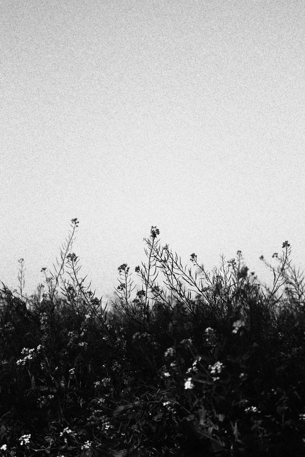 Dark Aesthetic Black And White Flowers wallpaper 
