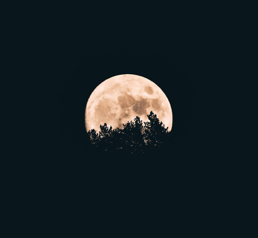 Dark Aesthetic Full Moon With Tree Silhouette wallpaper