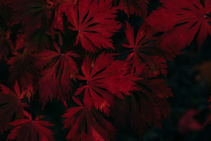 Dark Autumn Red Leaves Flat Lay Wallpaper