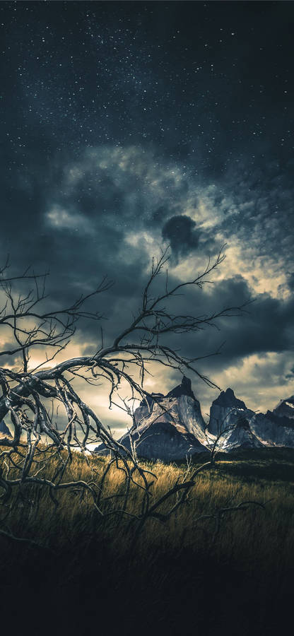 Dark Forest Iphone 2021 Wallpaper