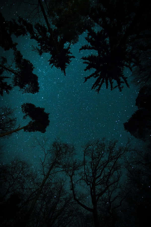 Dark Starry Night Sky In Worm Eye View Wallpaper