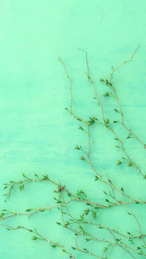 Download free Delightful Look Of Mint Green Aesthetic. Wallpaper ...