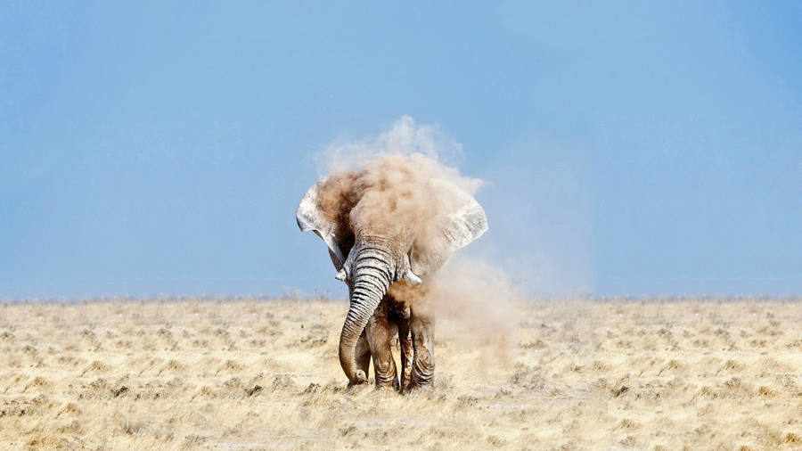 Desert Elephant Wallpaper