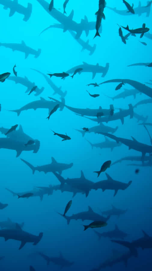 Dive Into Your Entertainment With The Shark Iphone Wallpaper