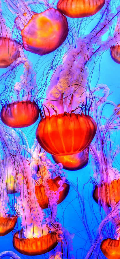 Diving Into A New World With The Underwater Iphone Wallpaper