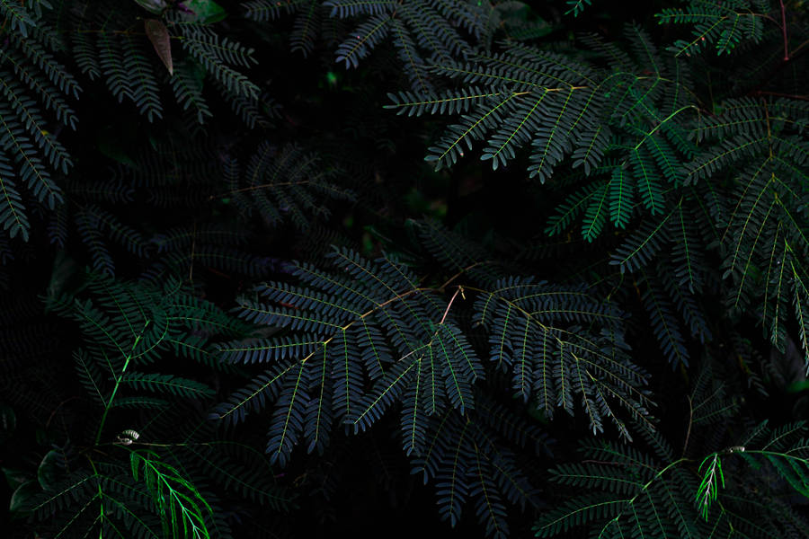 Dark wallpaper for desktop and mobile phone