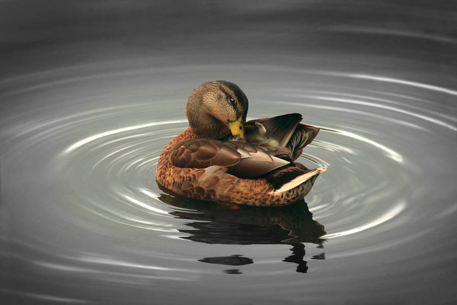 Photo of Mandarin Duck Perched on Tree Branch · Free Stock Photo