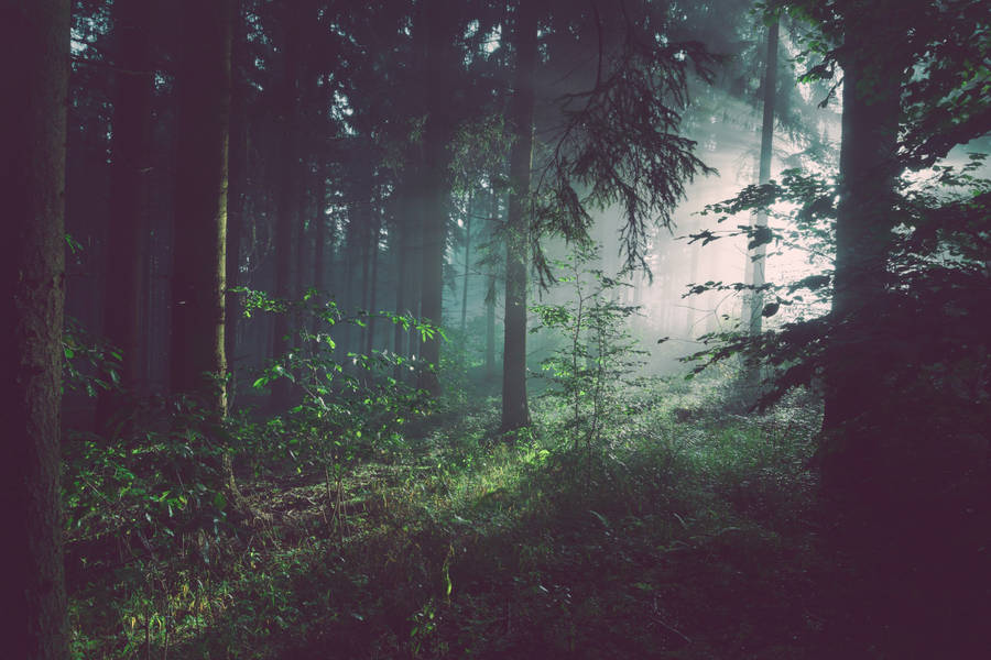 Forest wallpaper for desktop and mobile phone