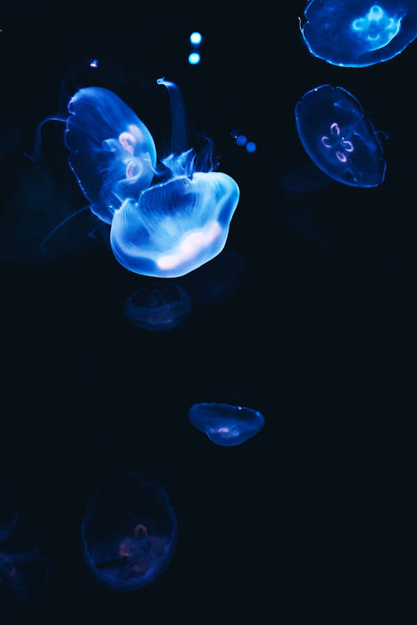 Fantasy Jellyfish Background Images, HD Pictures and Wallpaper For Free  Download | Pngtree