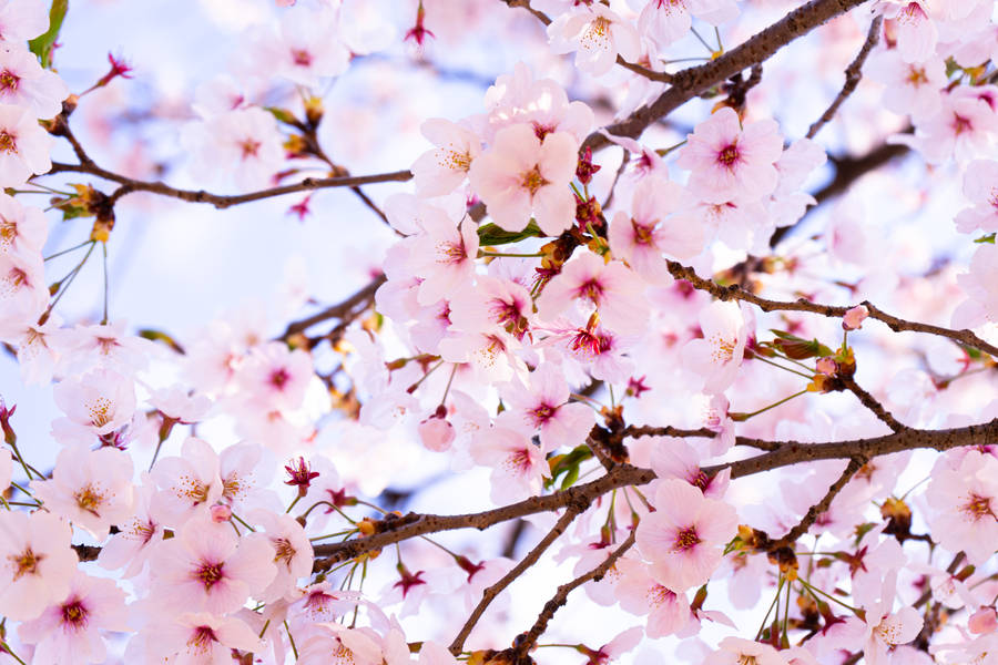 Sakura wallpaper for desktop and mobile phone
