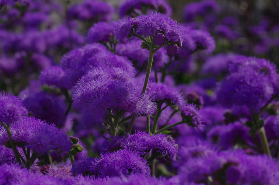 Dreamy Vibe Blue And Purple Desktop Wallpaper Wallpaper