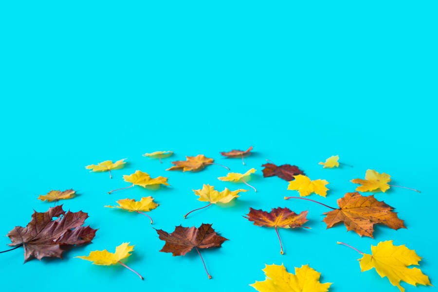 Download free Dried Up Leaves Beautiful Autumn Desktop Wallpaper ...