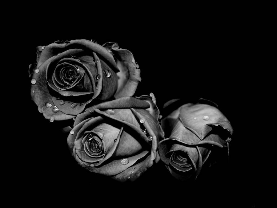 Elegant Balance Of Black And White Rose Buds Wallpaper