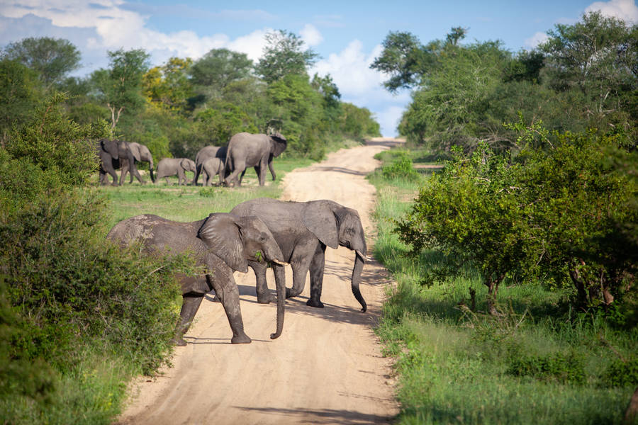 Download free Elephants Crossing Road Wallpaper - MrWallpaper.com