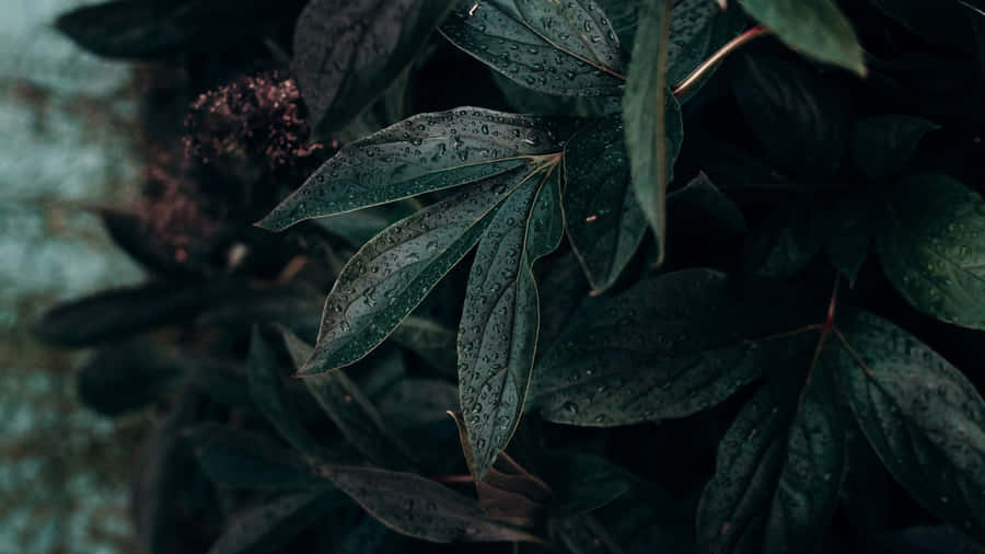 Embrace Minimalism With This Plant Aesthetic Laptop Wallpaper Wallpaper