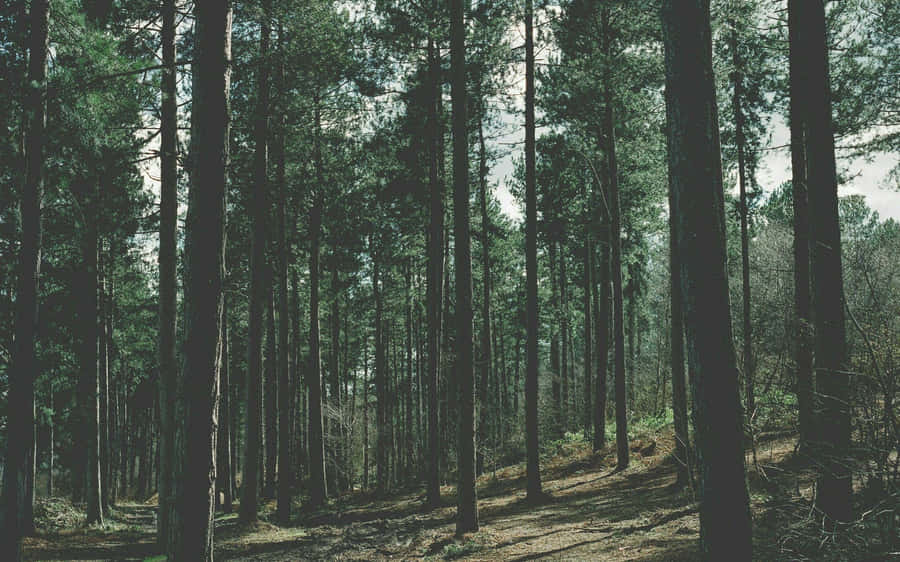 Enchanted Forest Path.jpg Wallpaper