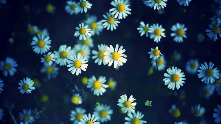 Enchanting Blooms - Adorn Your Screen With Cute Florals Wallpaper