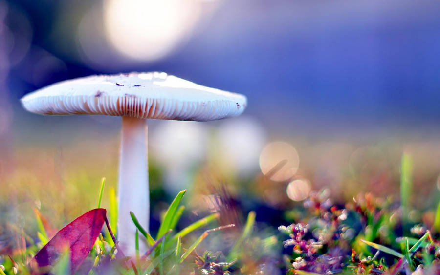 94 Fantastic Free Images for a Mushroom Wallpaper, Background or Texture